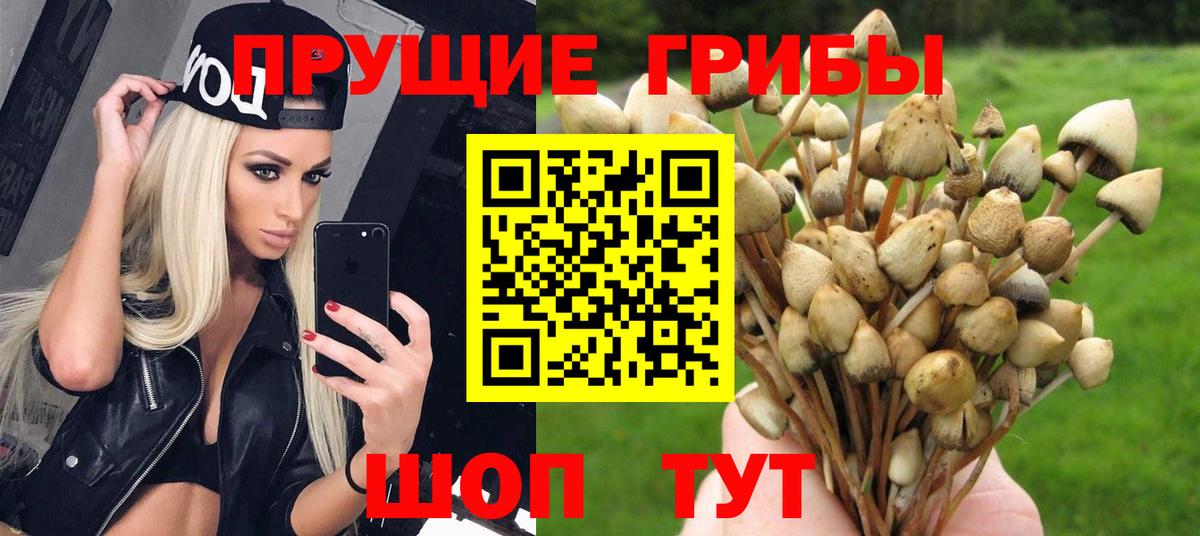 Псилоцибиновые грибы Psilocybe Сибай